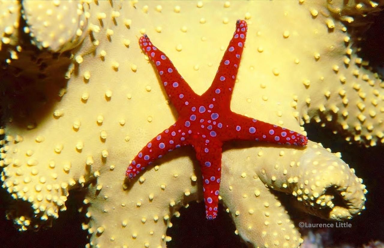 Hurghada sea star Red Sea 