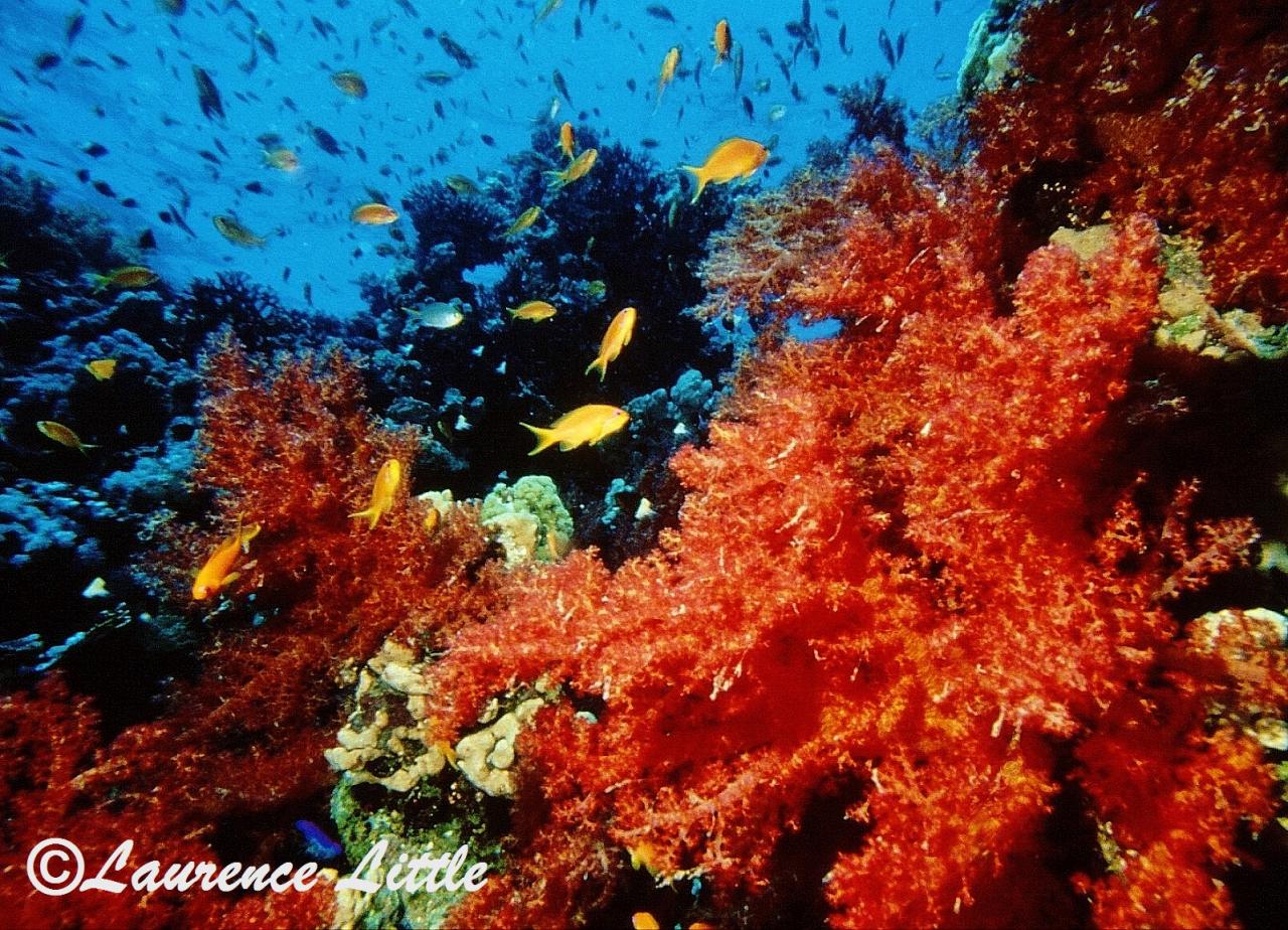  Alcionaires.Mer Rouge