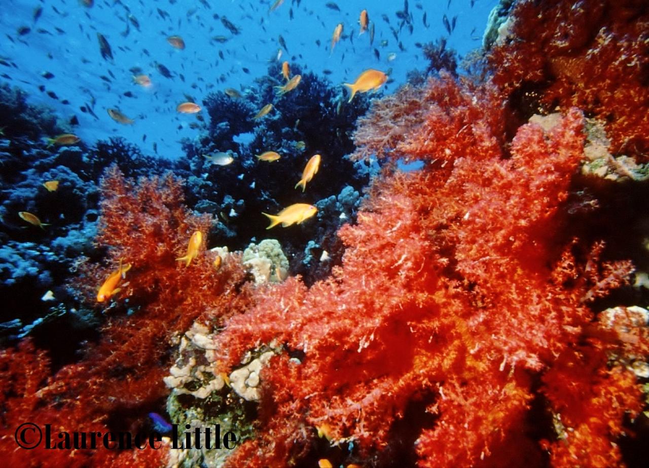 Red Sea alcyonaires