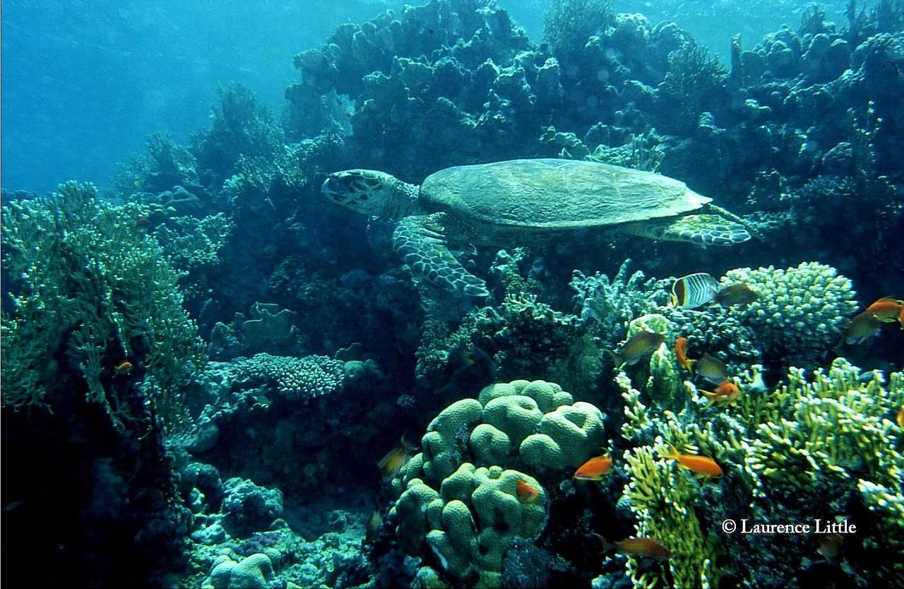 Hawksbill turtle.Red Sea