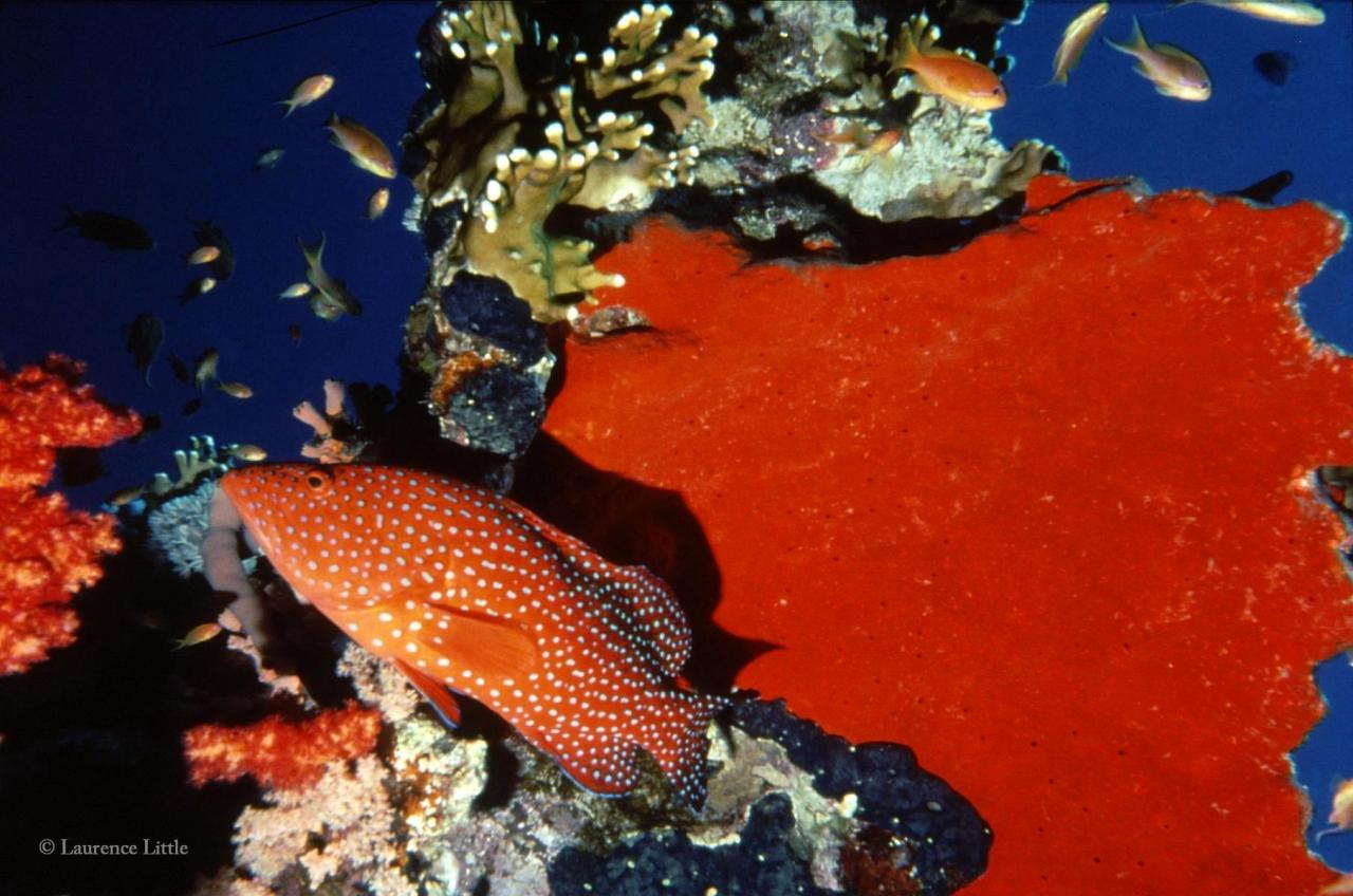 Red Sea grouper&Red Sponge