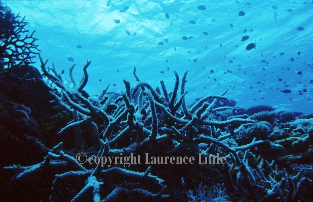 Australia.Coral sea