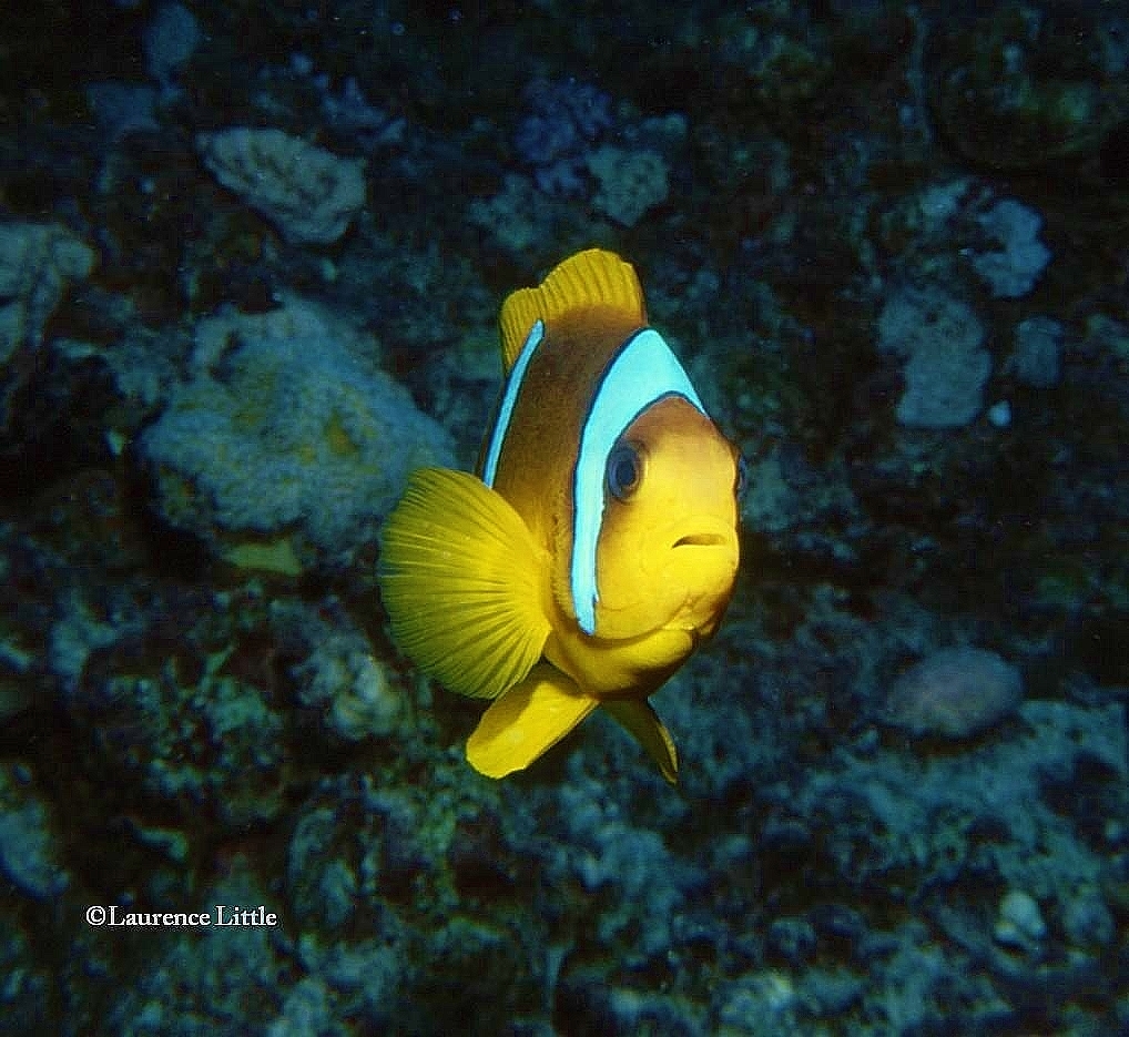 Poisson-clown.Mer Rouge