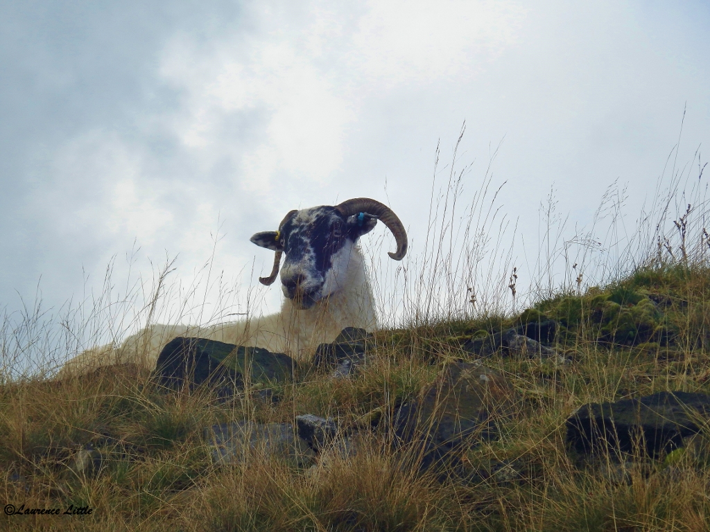 Yorkshire, mouton