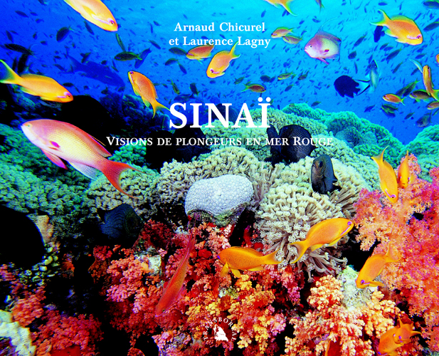 Sinai, visions de plongeurs en mer Rouge